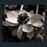 Anemone Black and White Floral photography Poster<br><div class="desc">Black and white Floral photography. Photograph of anemone on Poster. Matching greeting card,  postcard,  postage and more... </div>