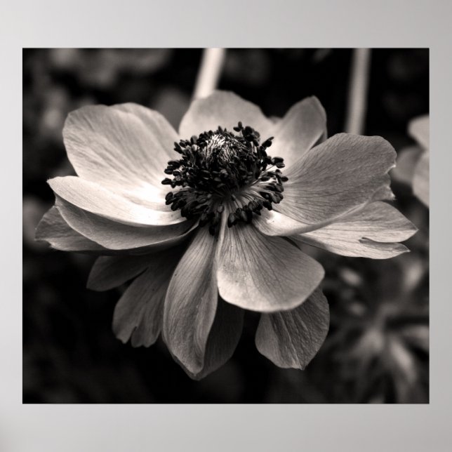 Anemone Black and White Floral photography Poster (Front)