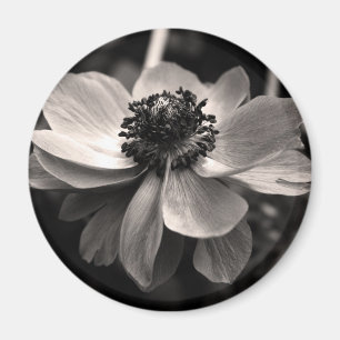 Anemone Black White Photography Round Magnet
