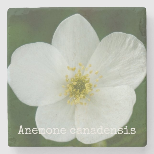 Anemone canadensis stone coaster (Front)