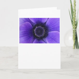 Anemone, card