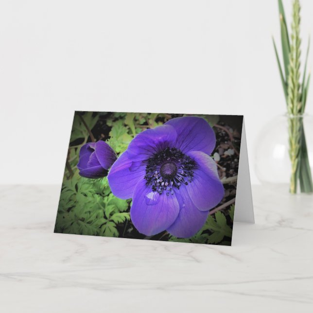Anemone, card (Front)