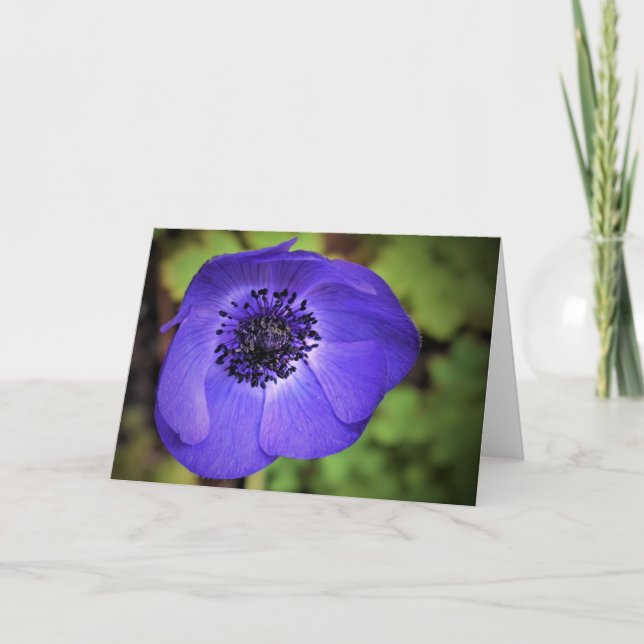 Anemone, card (Front)