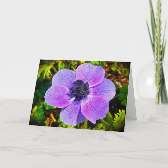 Anemone, card (Front)