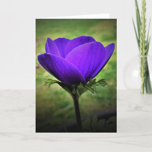 Anemone, card
