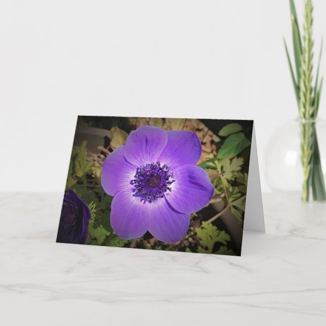 Anemone, card (Front)