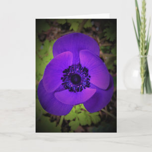 Anemone, card