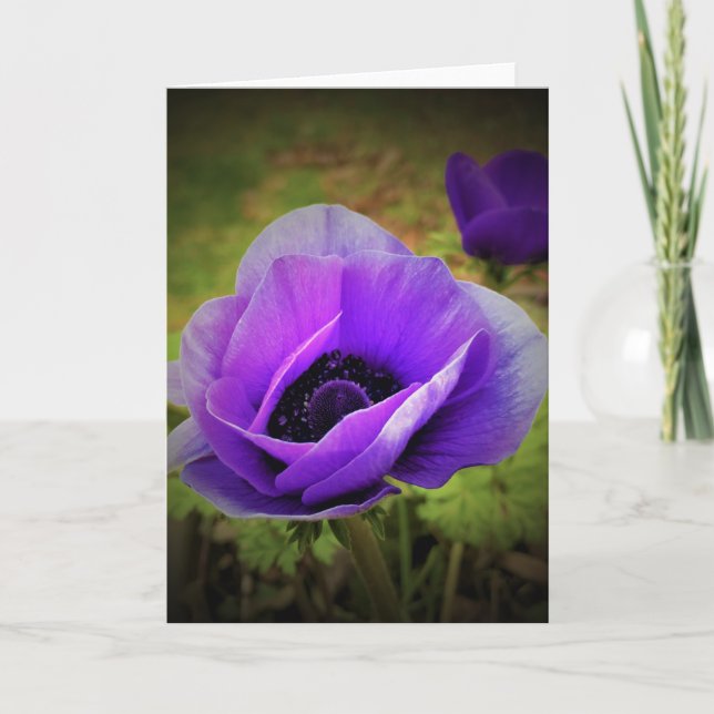 Anemone, card (Front)