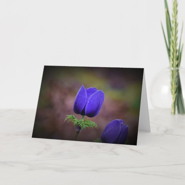 Anemone, card (Front)