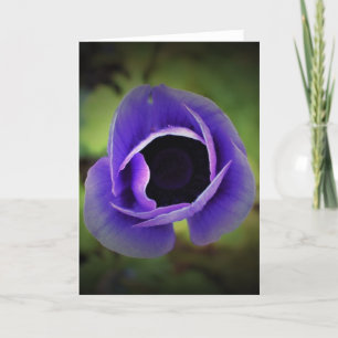 Anemone, card