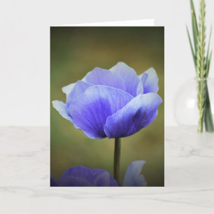 Anemone, card