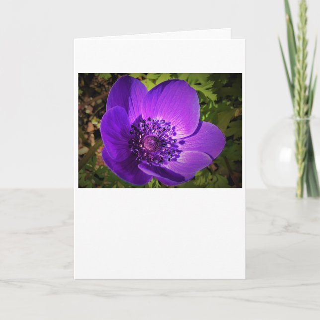 Anemone, card (Front)