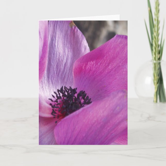 Anemone Closeup Greeting Card (Front)