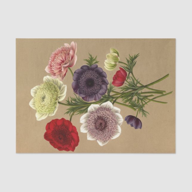 Anemone Coronaria Fl. Pl. (Doubles Anemones)  Tissue Paper (Front)