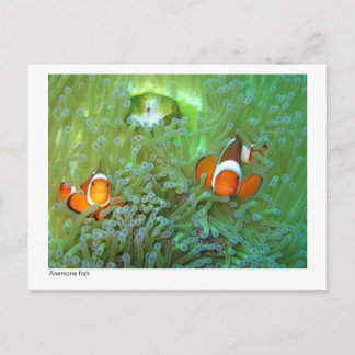 Anemone fish - 02 postcard