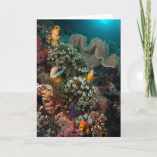 Anemone Fish Garden Card