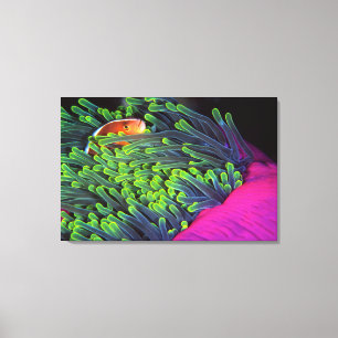 Anemone Fish Hiding In Anemone, Mozambique 2 Canvas Print