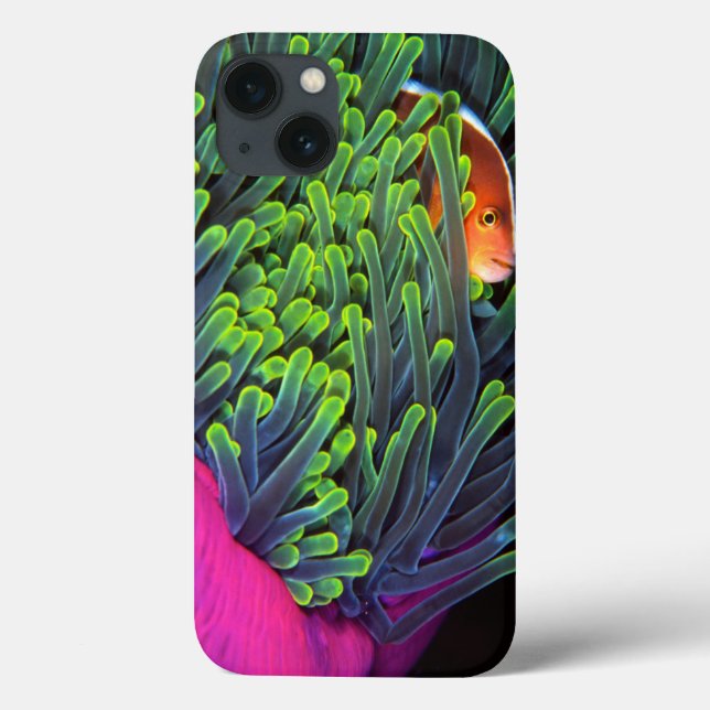 Anemone Fish Hiding In Anemone, Mozambique 2 Case-Mate iPhone Case (Back)