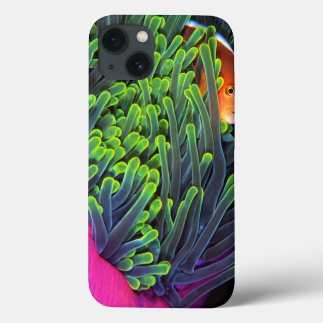 Anemone Fish Hiding In Anemone, Mozambique 2 Case-Mate iPhone Case (Back)