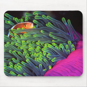 Anemone Fish Hiding In Anemone, Mozambique 2 Mouse Mat