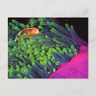 Anemone Fish Hiding In Anemone, Mozambique 2 Postcard
