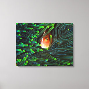 Anemone Fish Hiding In Anemone, Mozambique Canvas Print