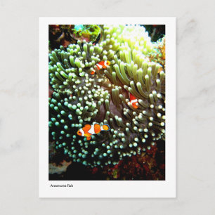Anemone fish postcard