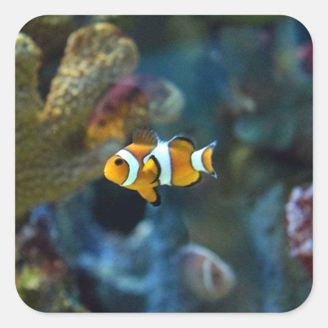 Anemone Fish Square Sticker (Front)