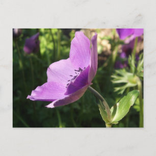 Anemone Garden Poscard Postcard