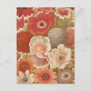 Anemone George Nicholson Postcard