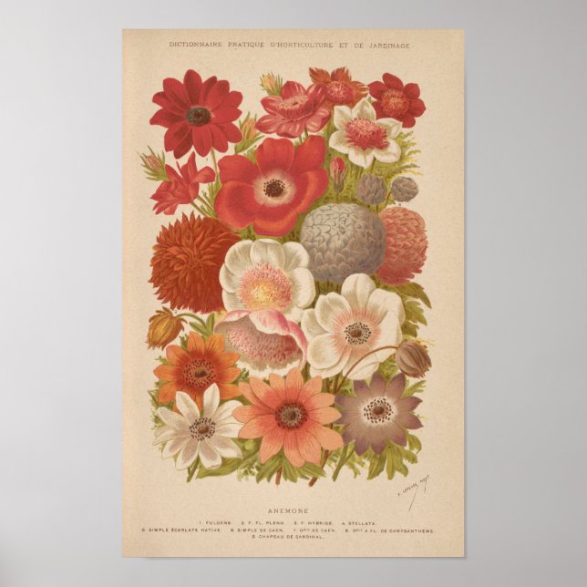 Anemone | George Nicholson Poster (Front)