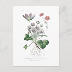 Anemone hepatica postcard