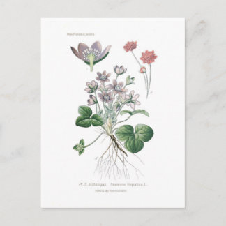 Anemone hepatica postcard