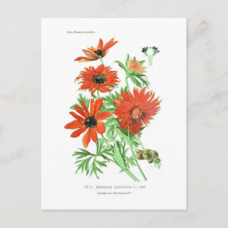 Anemone hortensis postcard