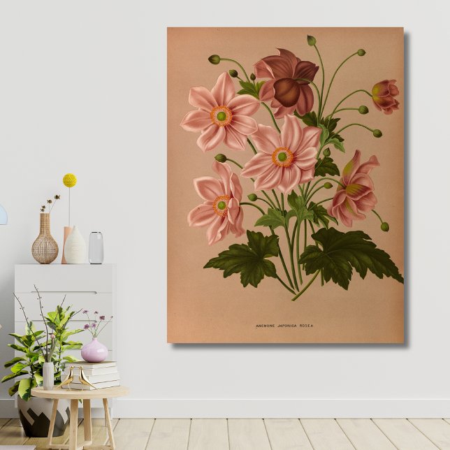 Anemone Japonica Rosea Exquisite Vintage Botanical Canvas Print (Creator Uploaded)