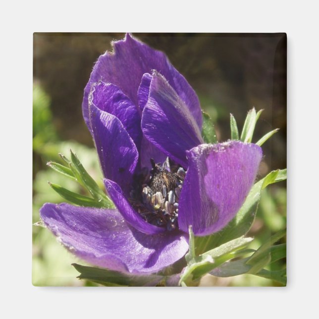 Anemone Magnet (Front)