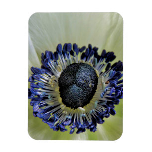 Anemone Mistral Panda Magnet