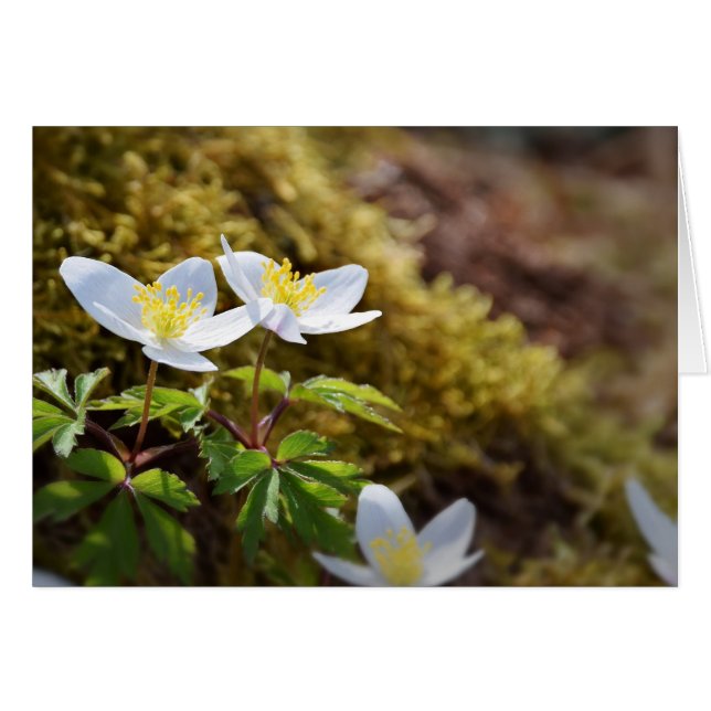 Anemone nemorosa windflower (Front Horizontal)