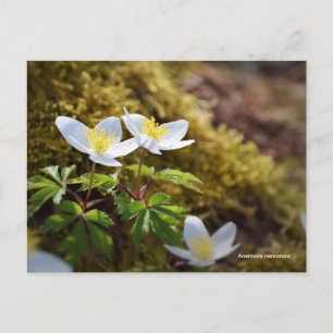 Anemone nemorosa windflower postcard