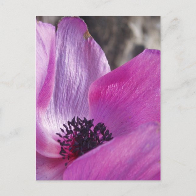 Anemone Petals Postcard (Front)