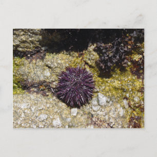 Anemone Postcard