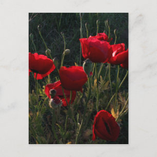 Anemone Postcard