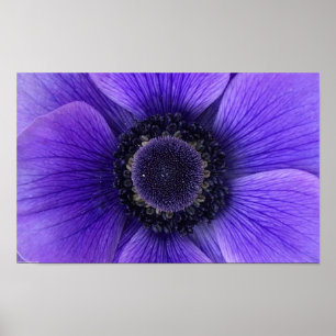 Anemone, Poster