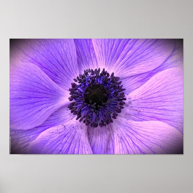 Anemone, Poster (Front)