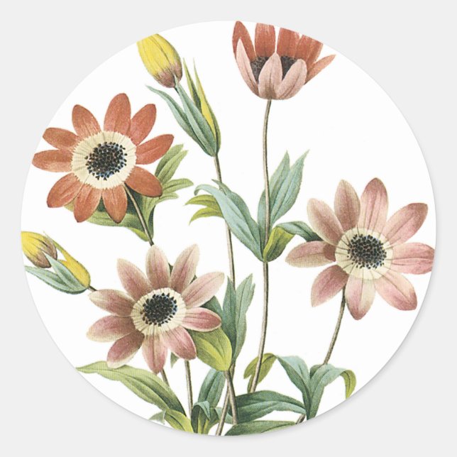 Anemone Stellata Classic Round Sticker (Front)