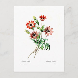 Anemone stellata postcard