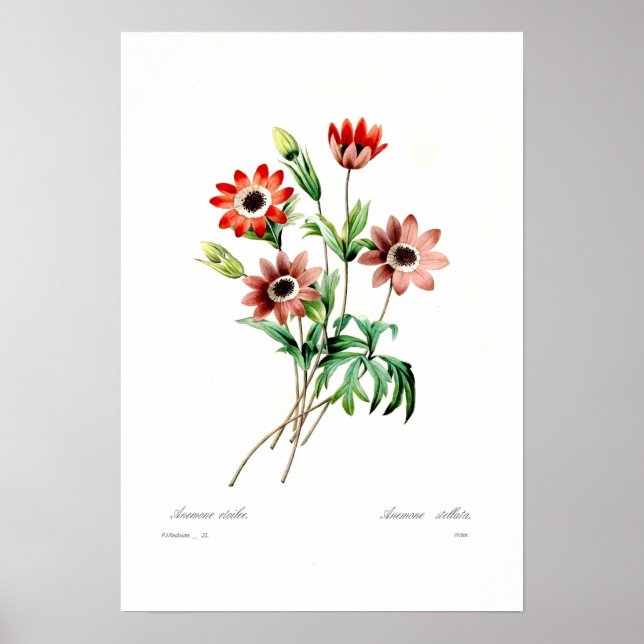 Anemone stellata poster (Front)