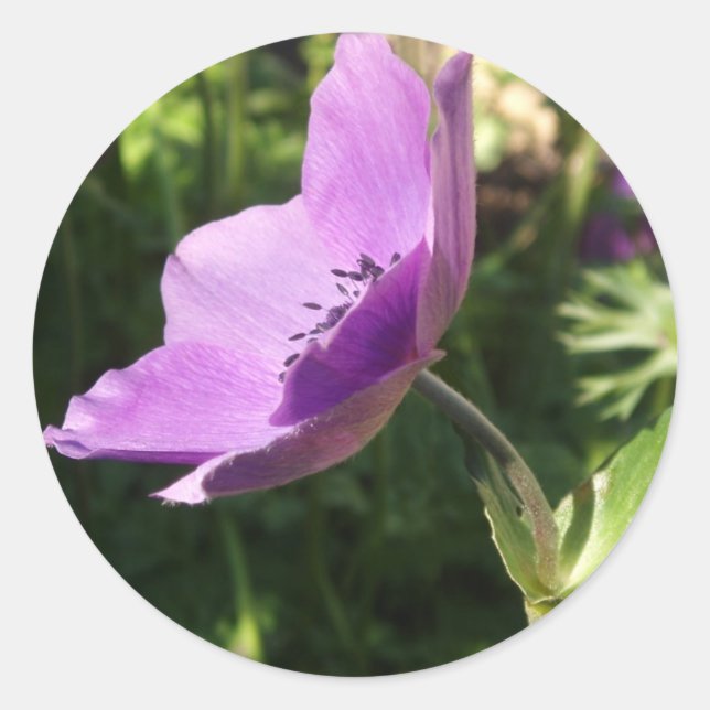 Anemone Stickers (Front)