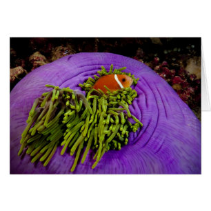Anemonefish and large anemone
