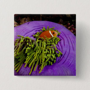 Anemonefish and large anemone 15 cm square badge